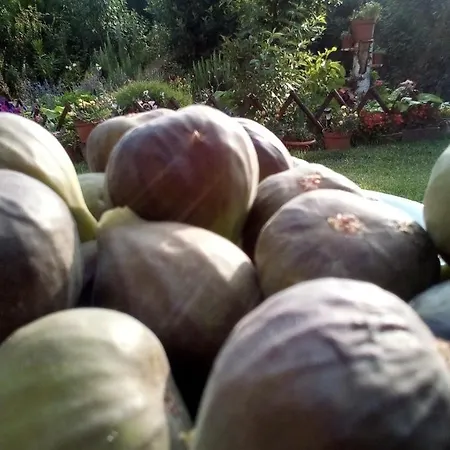 民宿 Soba Lavanda 克拉多沃