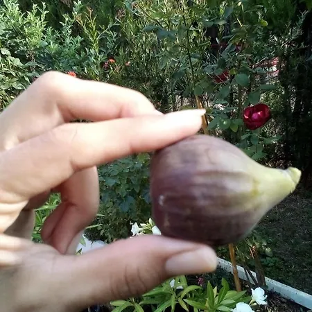 Soba Lavanda 民宿 克拉多沃