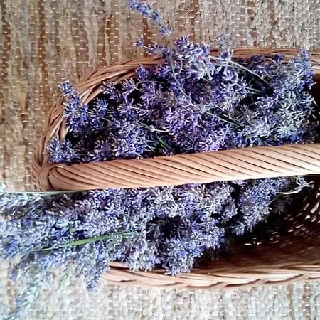 Soba Lavanda
