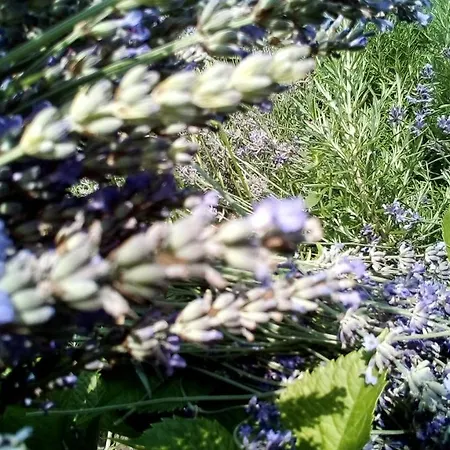 Soba Lavanda Kladovo