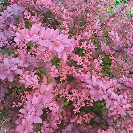Soba Lavanda 民宿 *
