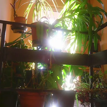 Soba Lavanda Kladovo