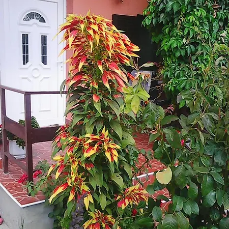 Soba Lavanda Ubytování v soukromí *