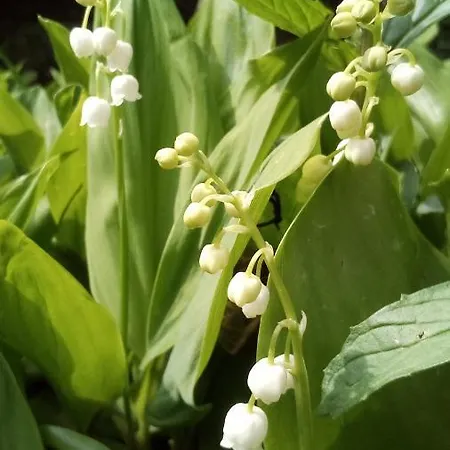 Ubytování v soukromí Soba Lavanda *