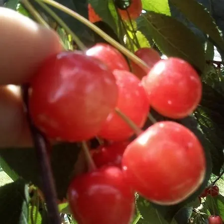 Ubytování v soukromí Soba Lavanda *