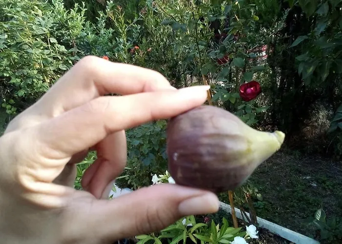 Soba Lavanda בית אירוח קלדאבו