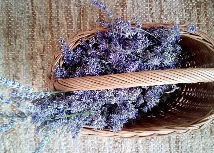 Soba Lavanda