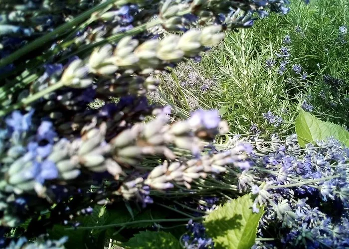 Soba Lavanda קלדאבו