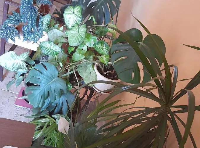 Soba Lavanda בית אירוח