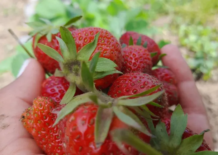 Soba Lavanda בית אירוח