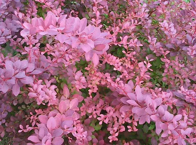 Soba Lavanda בית אירוח *