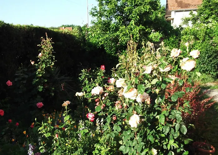 Soba Lavanda בית אירוח