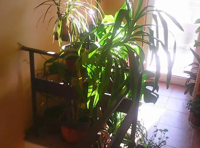 Soba Lavanda בית אירוח *