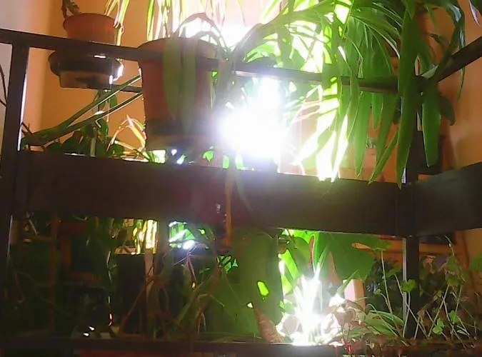 Soba Lavanda קלדאבו