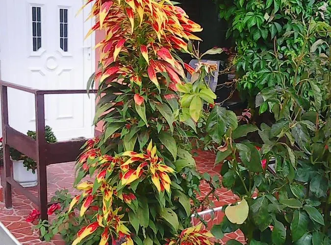 Soba Lavanda Homestay *