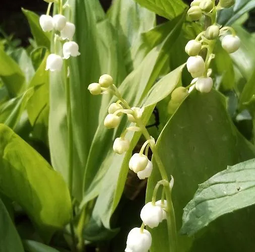 בית אירוח Soba Lavanda *