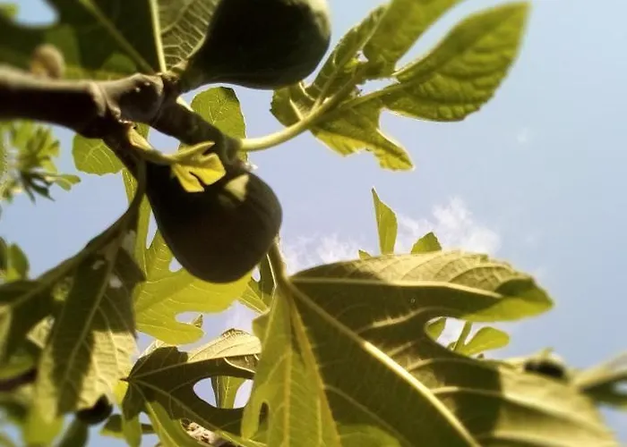 Soba Lavanda בית אירוח קלדאבו