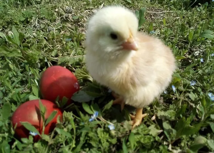 בית אירוח Soba Lavanda *