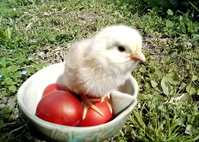 Soba Lavanda בית אירוח קלדאבו