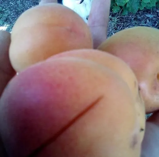 Soba Lavanda בית אירוח